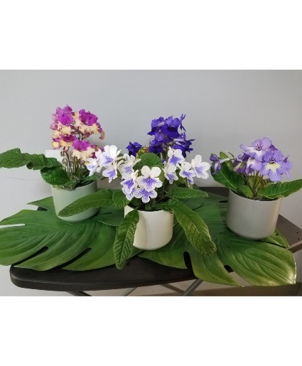 Cape Primrose Blooming Plant