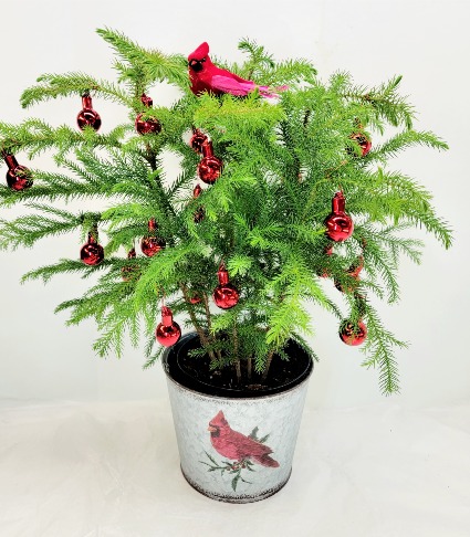 Cardinal Celebration Norfolk Pine Tree