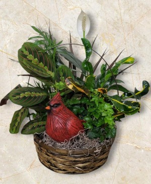 Cardinal In The Garden FHF-5661 Assorted Plants Local Delivery Only