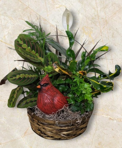 Cardinal In The Garden FHF-5661 Assorted Plants Local Delivery Only