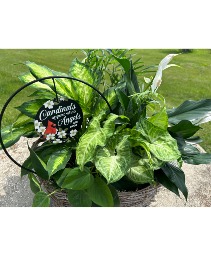 Cardinal keepsake plant  