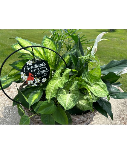 Cardinal keepsake plant  