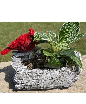 Cardinal Planter  Sympathy Planter
