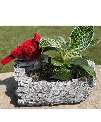 Cardinal Planter  Sympathy Planter