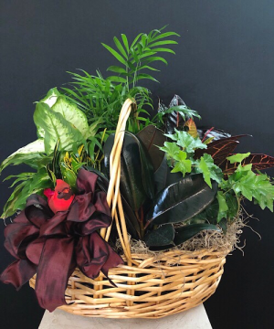 Cardinal songs Planter basket