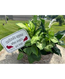 Cardinals Appear Keepsake plant  
