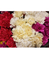 Carnations Starting at $1.25 per Stem