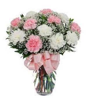 Carnations Forever   Carnations Can Be Different Colors