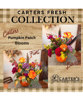 Carters Pumpkin Patch Blooms  Fresh