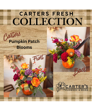 Carters Pumpkin Patch Blooms  Fresh