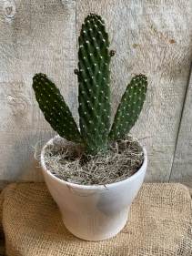  6" Cartoon Cactus in Ceramic Pot