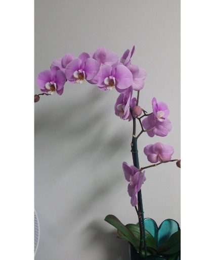 cascade orchids white lavander peach available