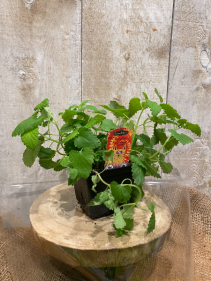 Organic Cat Nip plant