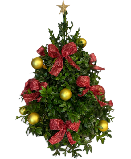 Cauley's Boxwood Tree 