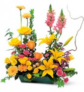 CELEBRATION GARDEN 