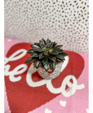 Cement Planter Succ Plant