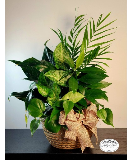 Ceramic Bowl Dishgarden Plants