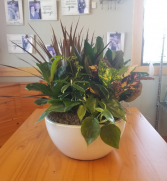 Ceramic Dish Garden (12in) 