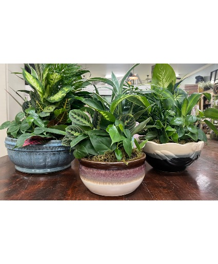 Ceramic Dish Garden 
