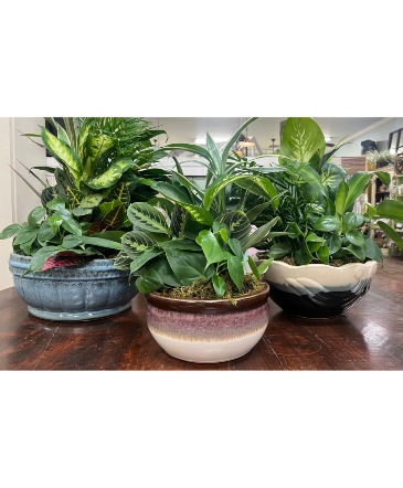 Ceramic Dish Garden  in Eunice, LA | PETALS & POTS, LLC