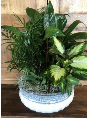 Ceramic dish garden ceramic plant dish garden