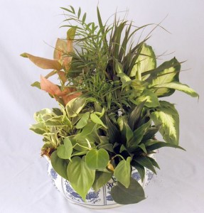 Ceramic Dish Garden green plant