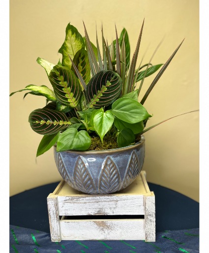 Ceramic Dish Garden (beautiful Bow to be added) Green plants in a ceramic dish 