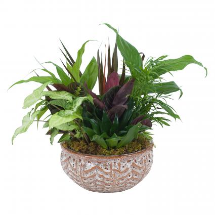 Ceramic Dish Garden Plant