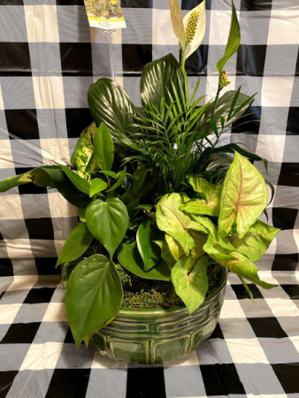 Ceramic Dish Garden Plant