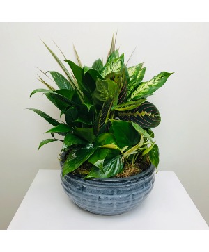 Ceramic Dish Garden PLANT