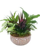 CERAMIC DISH GARDEN Plants
