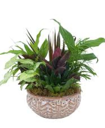 CERAMIC DISH GARDEN Plants