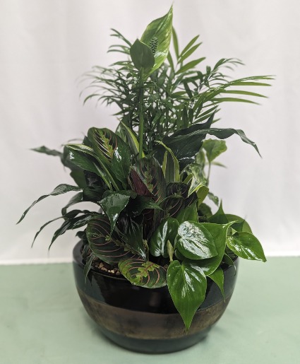 Ceramic Dish Garden Plants