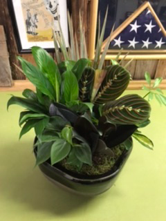 Ceramic Dish Garden Plants / Dish Garden