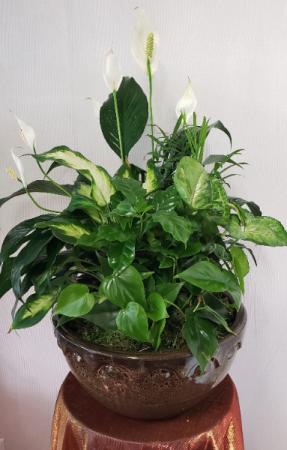 Ceramic Dish Garden Potted House Plants