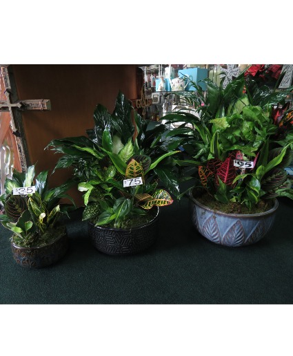 Ceramic Dish Gardens  