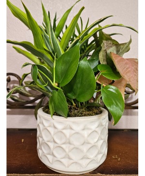 Ceramic Dishgarden  