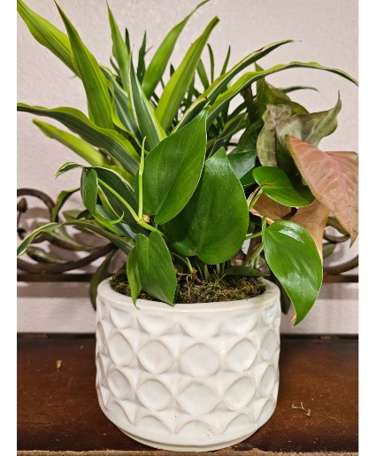 Ceramic Dishgarden  