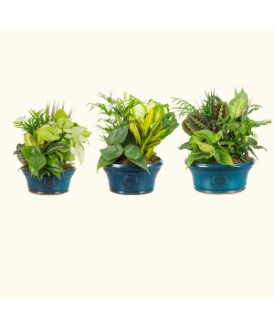 Ceramic Dishgardens 