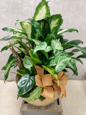Ceramic Planter  