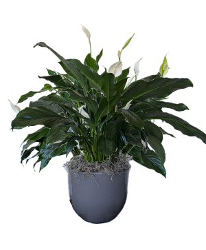 Ceramic Pot Peace Lily House Plant