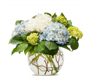 Chagrin Falls Hydrangea  