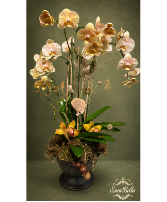 Champagne Orchid Grandeur Orchid Plant 