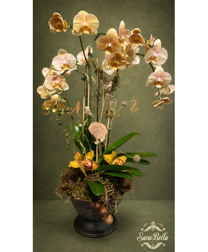 Champagne Orchid Grandeur Orchid Plant 