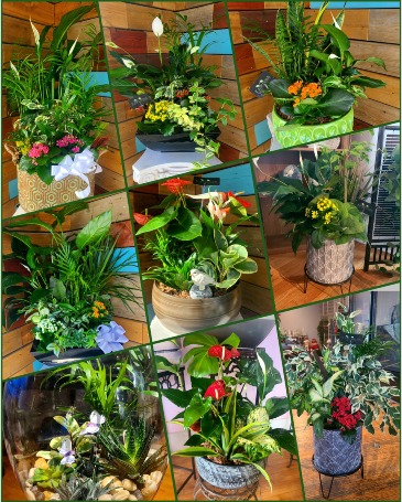 Check our plants page! Planter in Windsor, ON | K. MICHAEL'S FLOWERS & GIFTS