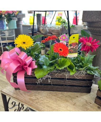 Cheerful Trio Outdoor Plant Arrangement 