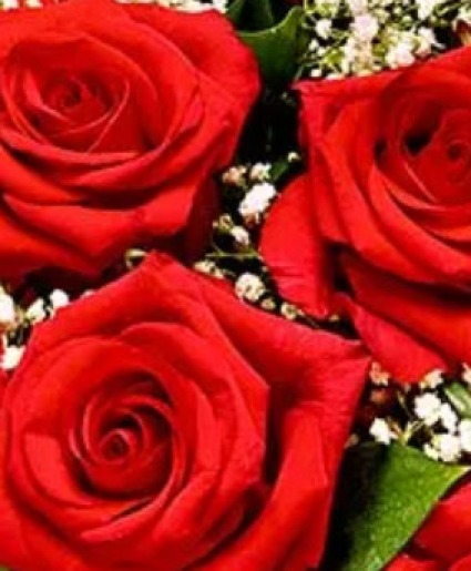 Cheers to you- red roses