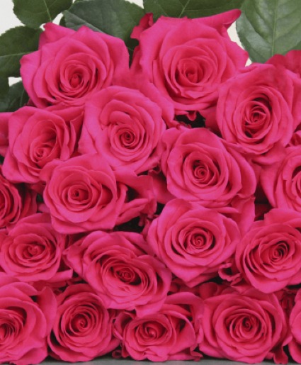 HOT PINK ROSES Available in Dozen, 2 dozen or 3 dozen
