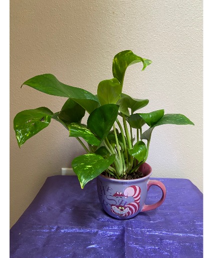 chesire cat mug planter #3 avalable1 plnter
