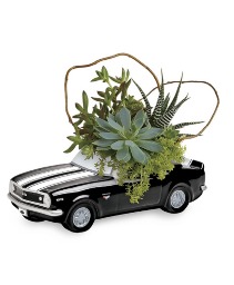 Chevy Camaro succulent arrangement 